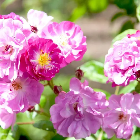 Amethyst Garni Lueneburg Inklusive Parkplatz فندق 4*